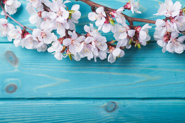 Spring blossom flowers apricot on blue wooden background