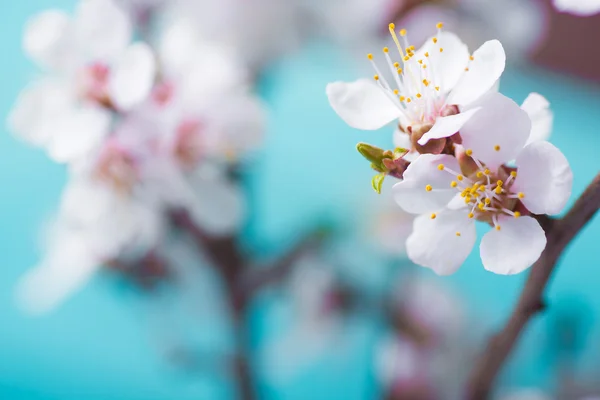 Spring blossom flowers apricot on blue wooden background — Stock Photo, Image