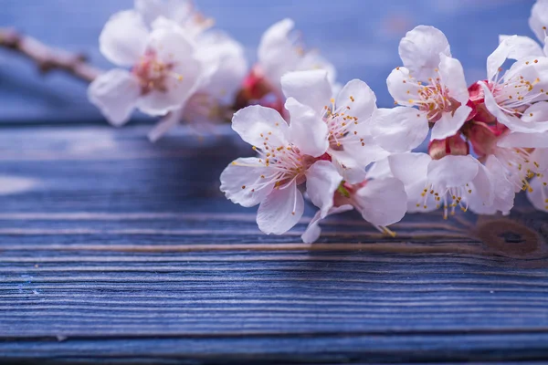Wiosenne kwiaty kwitnąć morela na niebieskim tle drewniane Obrazek Stockowy