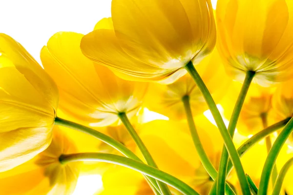 Flowers tulips yellow bouquet isolated on white — Stock Photo, Image