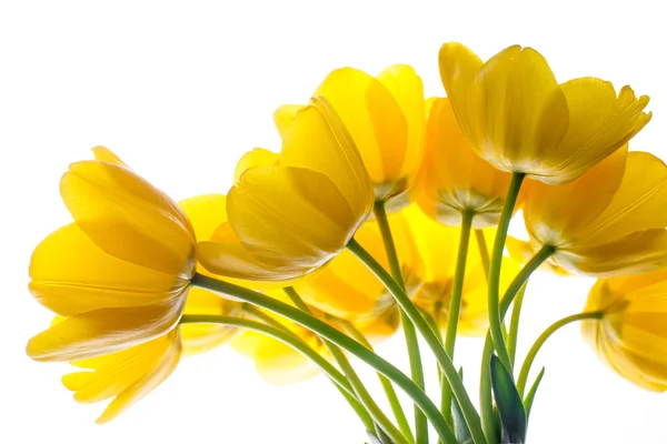 Flowers tulips yellow bouquet isolated on white — Stock Photo, Image