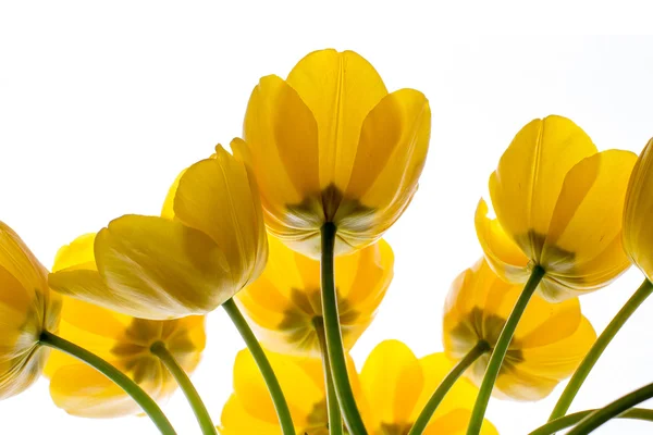 Flowers tulips yellow bouquet isolated on white — Stock Photo, Image