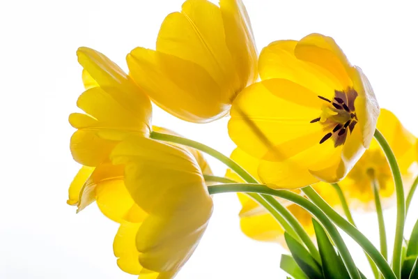 Flowers tulips yellow bouquet isolated on white — Stock Photo, Image