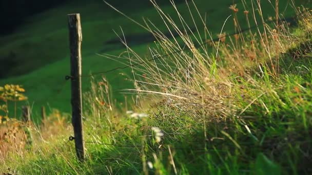 Зеленый луг с забором — стоковое видео