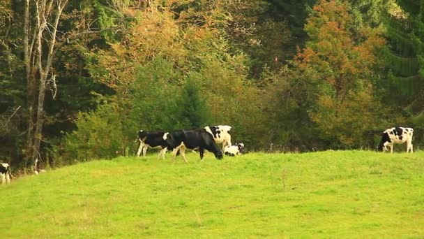 Kühe weiden in den Bergen. — Stockvideo