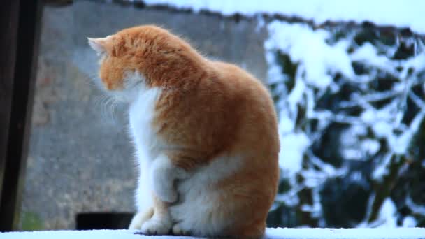 Gato contra pared gris — Vídeos de Stock