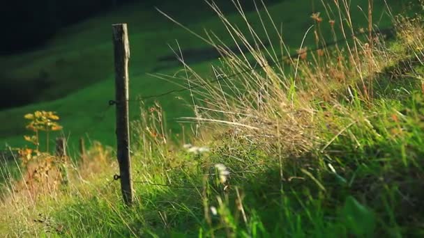 Yeşil çayır çit ile — Stok video