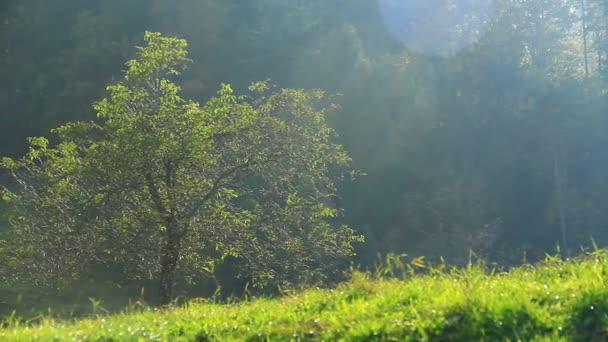 緑の草原と森 — ストック動画