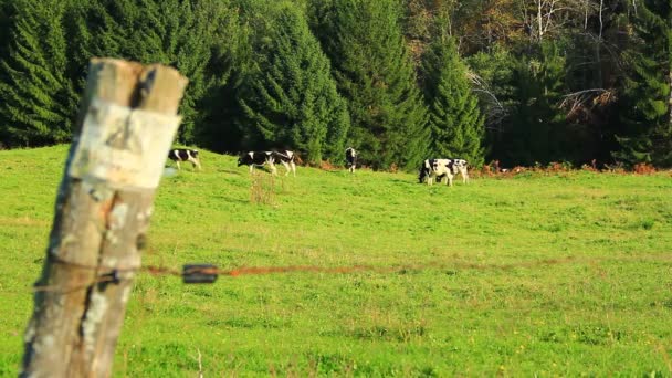 Vacas pastando en las montañas . — Vídeos de Stock