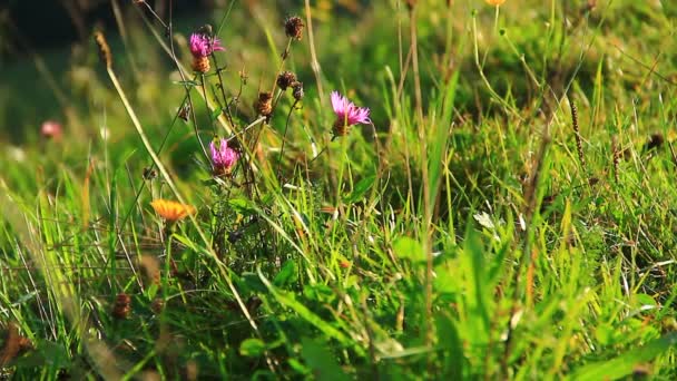 Zielona łąka z kwiatami — Wideo stockowe