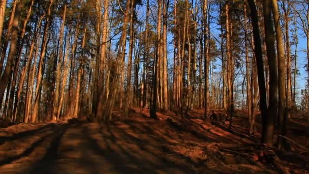 Pine trees in the forest — Stock Video