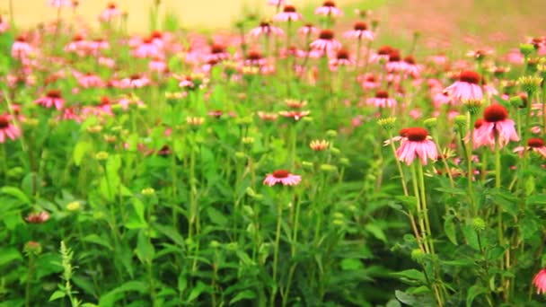 Pastagem de flores de Echinacea — Vídeo de Stock