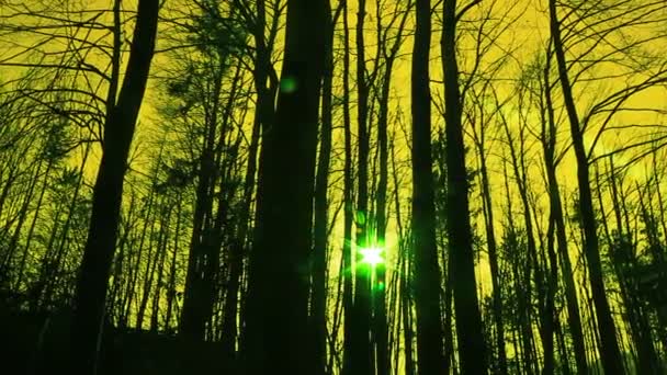Dennenbomen in het bos — Stockvideo