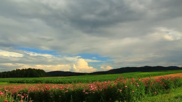 Bewolkte hemel boven veld — Stockvideo