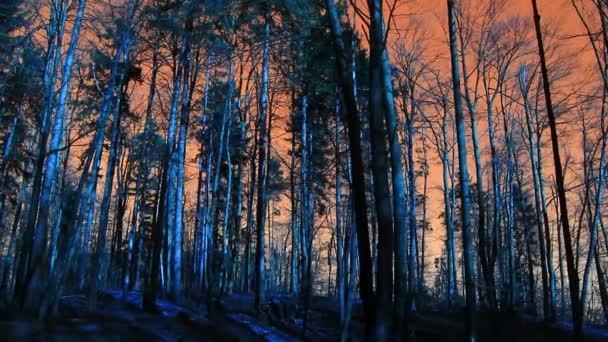 Pinos en el bosque — Vídeos de Stock