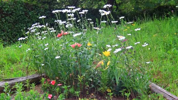 Röda och vita blommor — Stockvideo