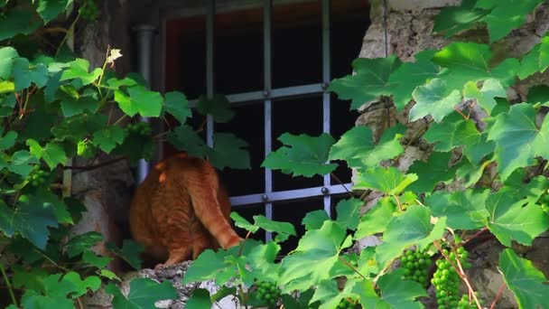Gato sentado en la ventana — Vídeo de stock