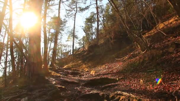 Bosque con un camino — Vídeos de Stock