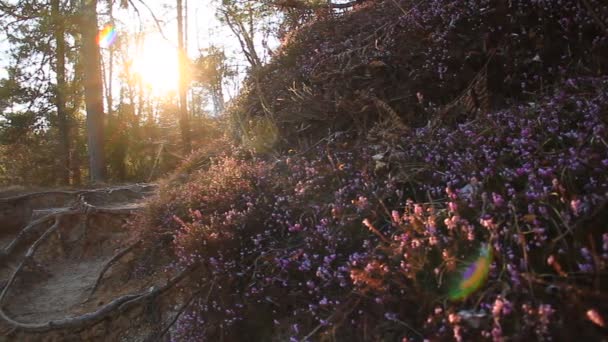 Ліс з квітами — стокове відео