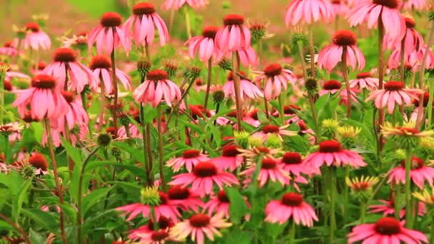 Pastagem de flores de Echinacea — Vídeo de Stock