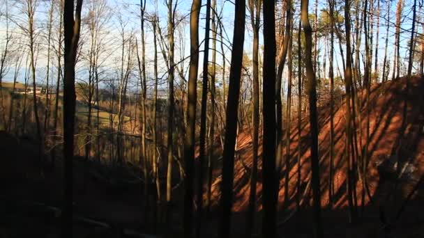 Fenyőfák az erdőben — Stock videók