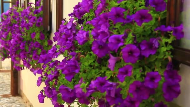 Окна с фиолетовыми цветами — стоковое видео