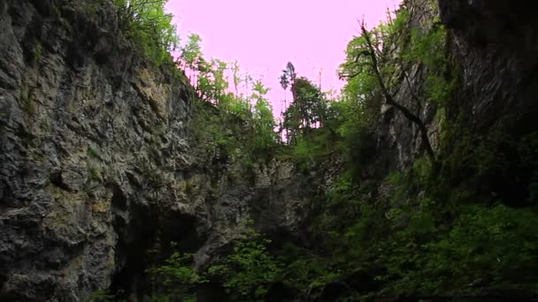 Wald mit Felsen und Klippen — Stockvideo