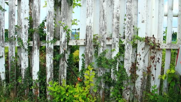 Старый забор с растениями — стоковое видео