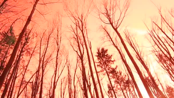 Pinos en el bosque — Vídeo de stock