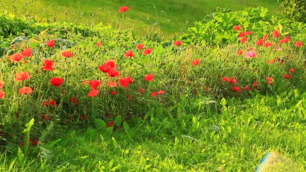 Gräs med röda blommor — Stockvideo