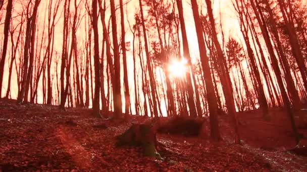 Tall träd i skogen — Stockvideo