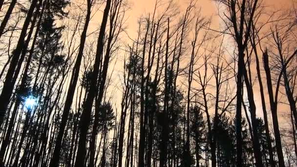 Dennenbomen in het bos — Stockvideo