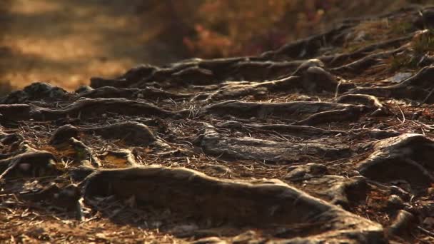 Sistema radicular en el bosque — Vídeos de Stock