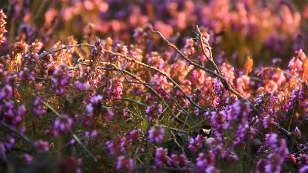 Λουλούδια στο βοσκότοπο άνοιξη — Αρχείο Βίντεο