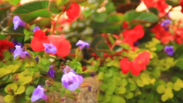 Rött och lila blommor — Stockvideo