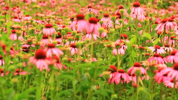 紫锥菊鲜花的牧场 — 图库视频影像