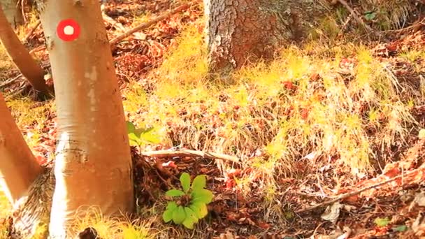 Tree trunk with a sign — Stock Video