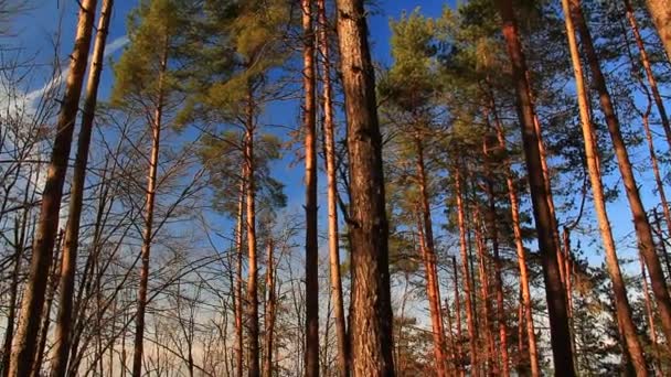 Tall träd i skogen — Stockvideo