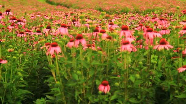 Pasture of Echinacea flowers — Stock Video