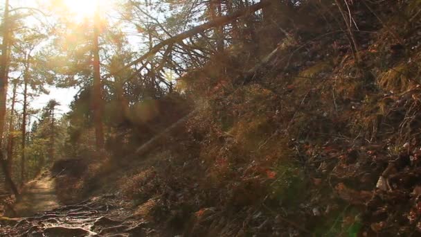 Forêt avec un sentier — Video