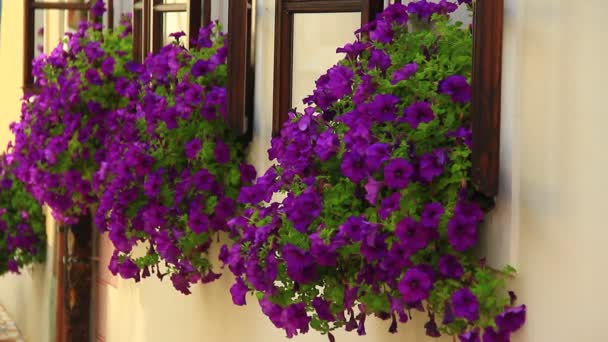 Fönster med lila blommor — Stockvideo