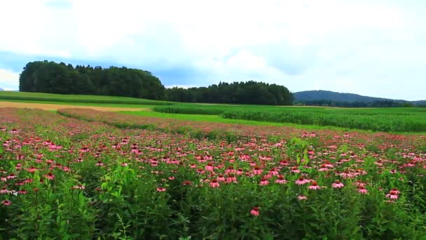 Λιβάδι από μωβ coneflowers — Αρχείο Βίντεο