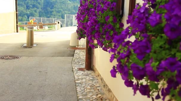 Вікна з фіолетовими квітами — стокове відео