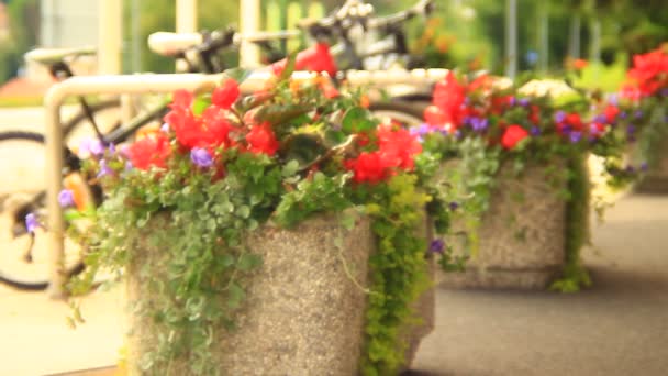 Rött och lila blommor — Stockvideo