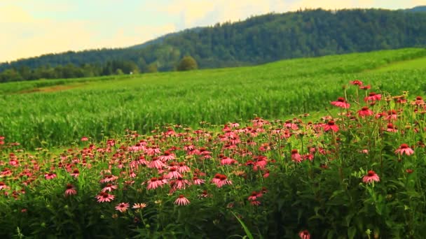 Pastos de flores de color púrpura — Vídeos de Stock