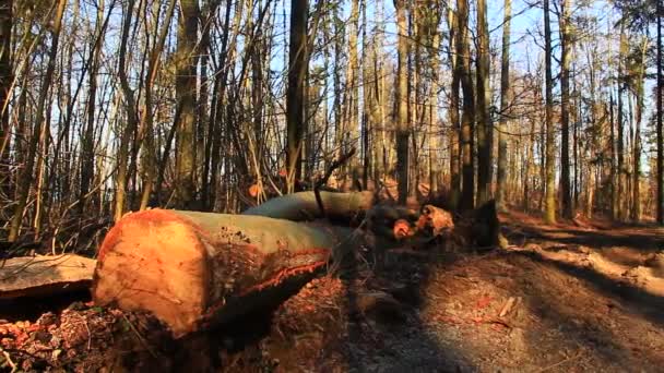 Wooden trunks in the forest — Stock Video