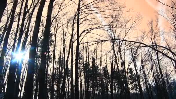 Borovice v lese — Stock video