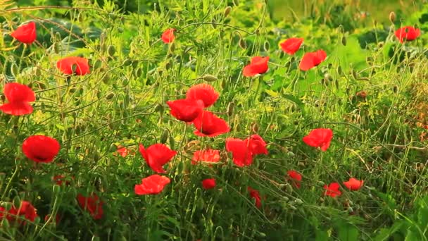 Grama com flores vermelhas — Vídeo de Stock