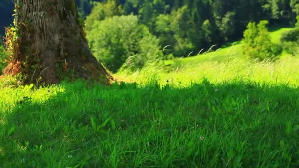 Дерево и поле в солнечный день — стоковое видео