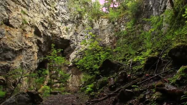 Bosque con rocas y acantilados — Vídeo de stock